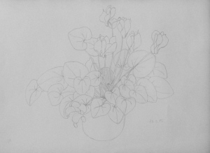 cyclamen, basic pencil drawing, ArtHenning